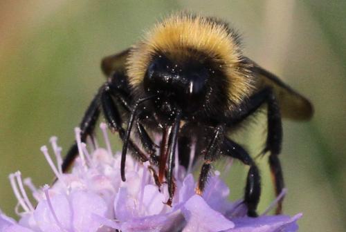 Bombus campestris